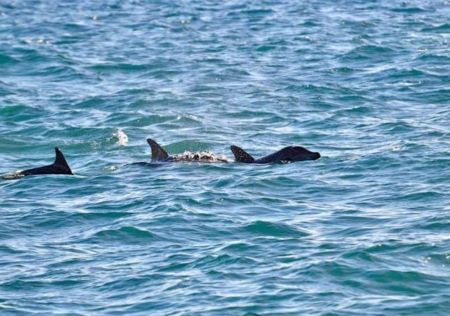 puedes encontrarte con un delfin